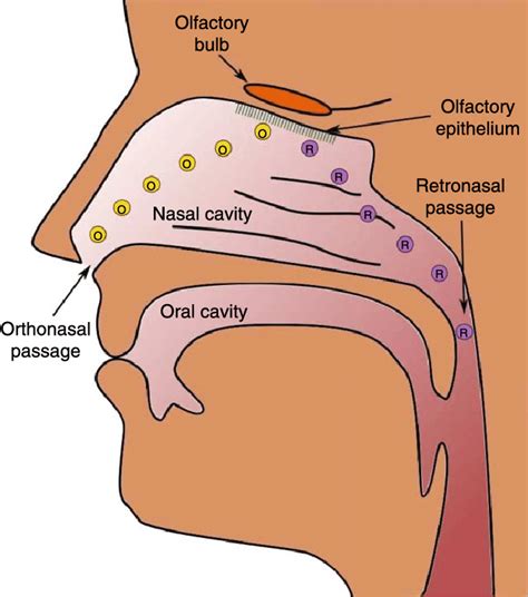 olfaction means.